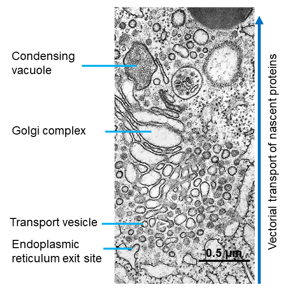 Pancreatic Acinar Cell Protein Synthesis Intracellular Transport